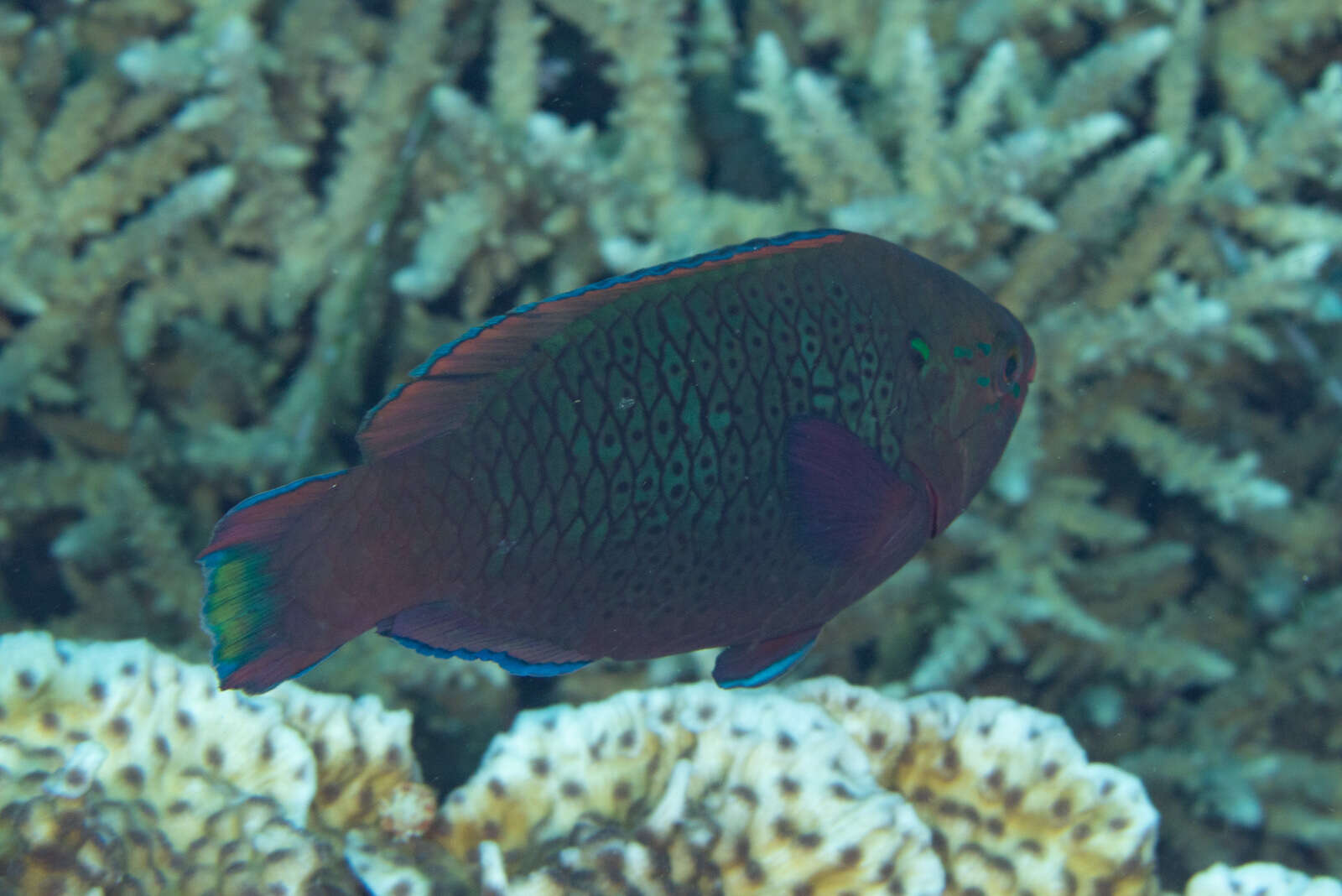 Image of Dusky parrotfish