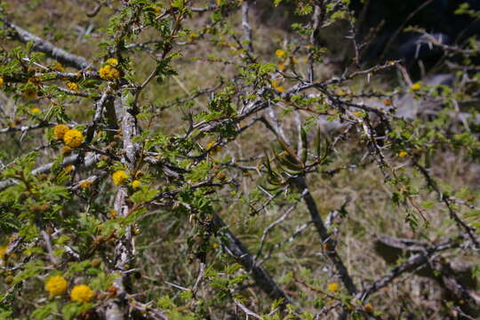 Image of Vachellia farnesiana var. farnesiana