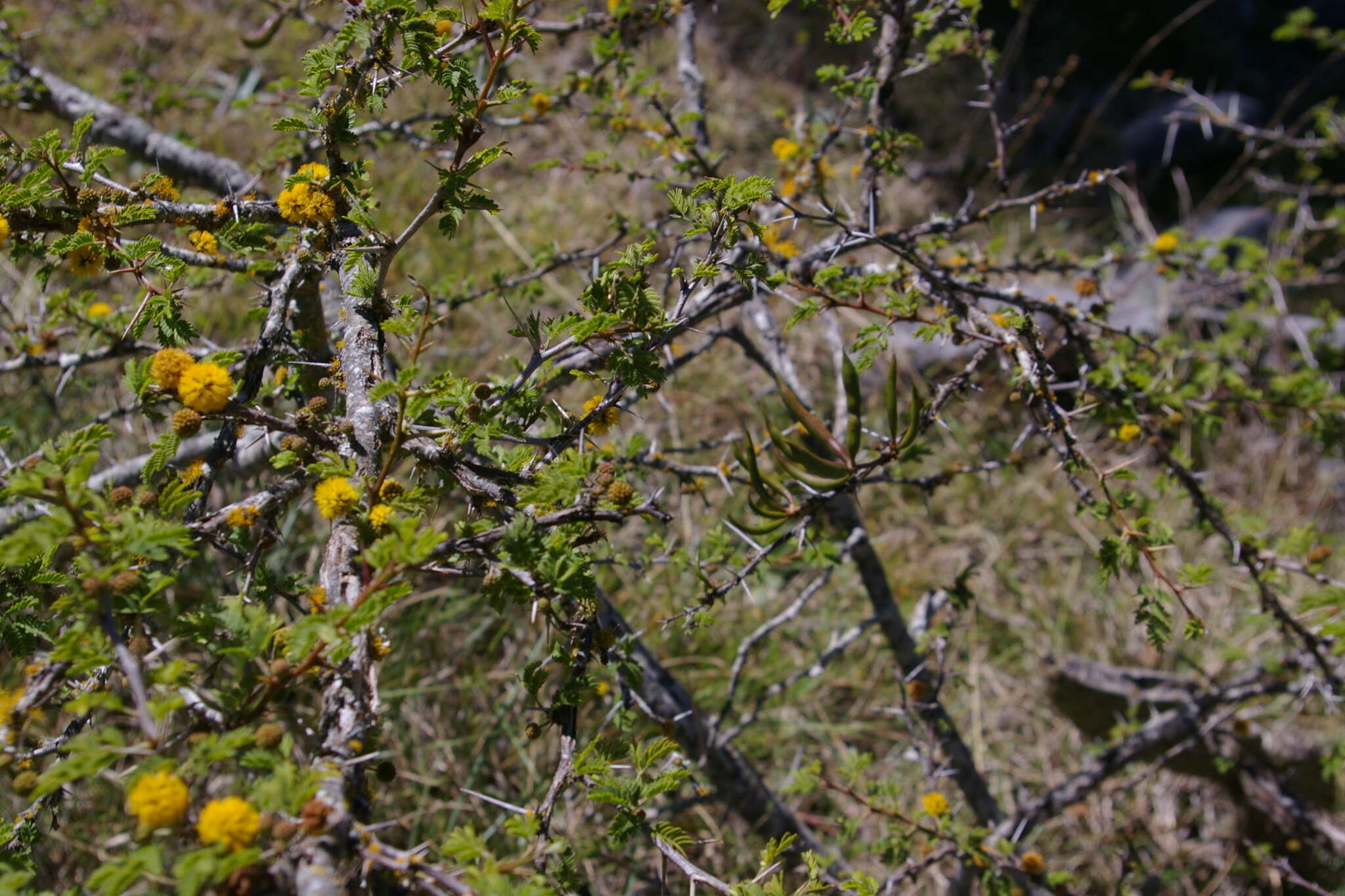 Image de Vachellia farnesiana var. farnesiana