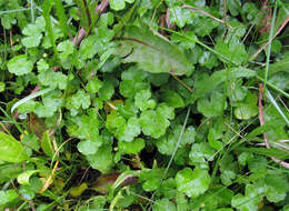 Imagem de Hydrocotyle ramiflora Maxim.