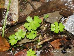 Ellisiophyllum pinnatum (Wall. ex Benth.) Makino resmi