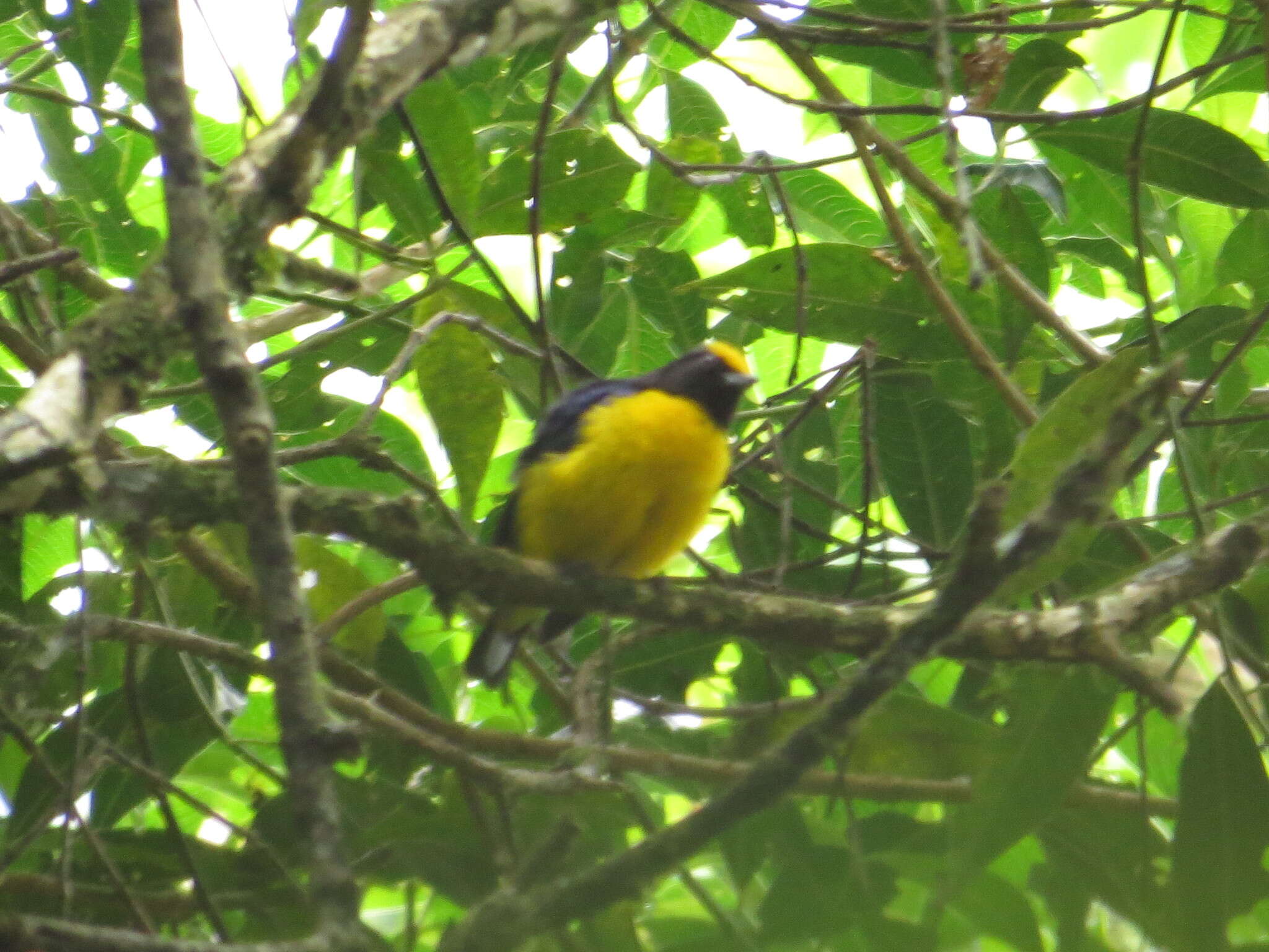 Image of Orange-bellied Euphonia