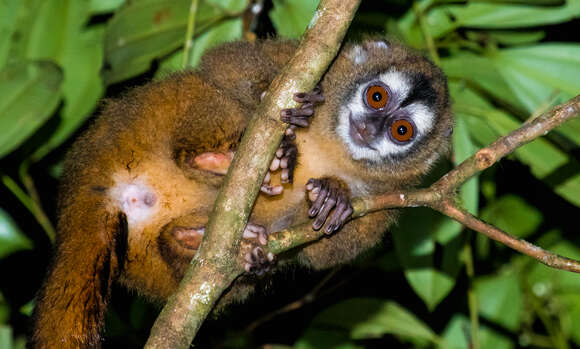 Image of Colombian Night Monkey