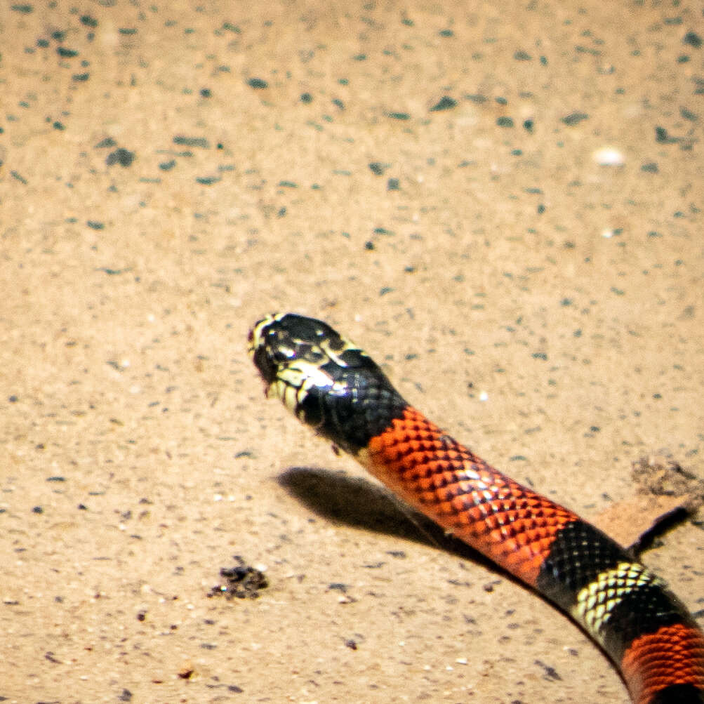 Image of Aesculapian False Coral Snake