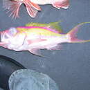Image of Swallowtail bass
