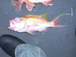 Image of Swallowtail bass