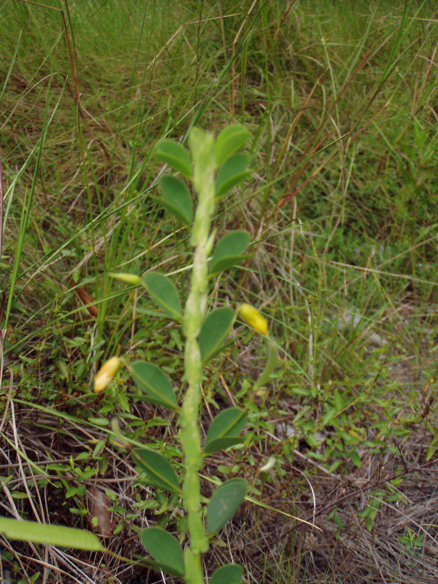 Image of Two-Leaf Sensitive-Pea