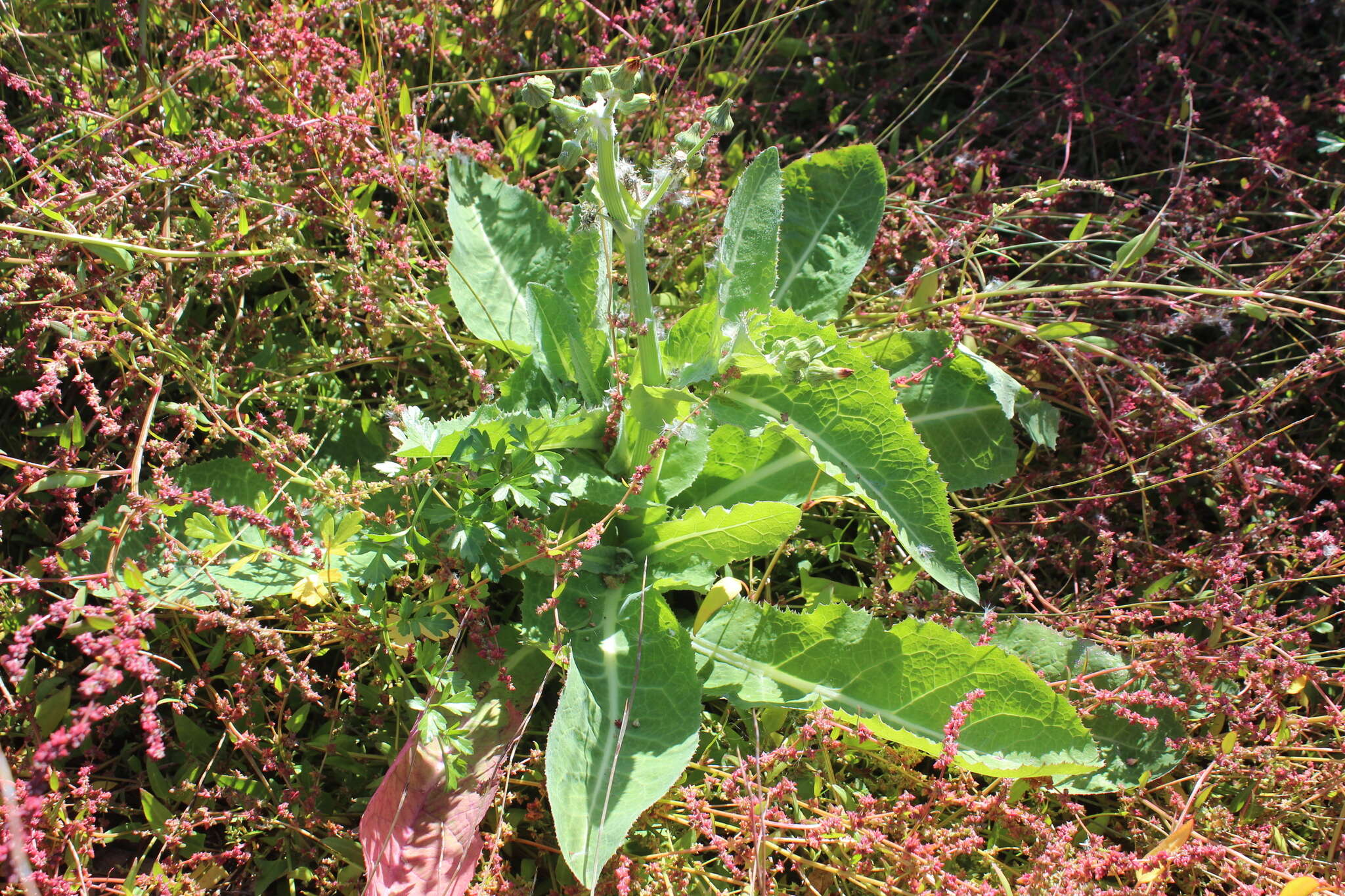 Imagem de Sonchus kirkii B. G. Hamlin