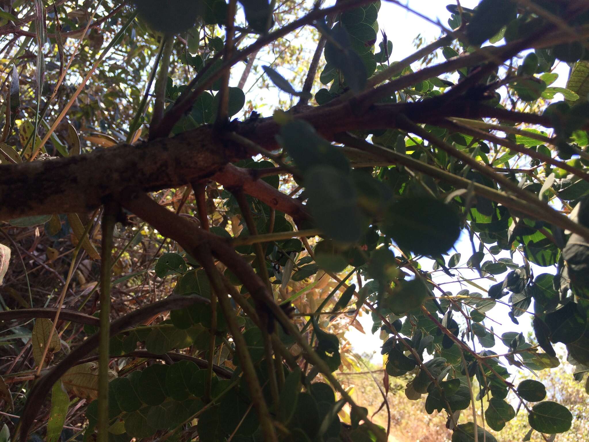 Plancia ëd Stryphnodendron adstringens (Mart.) Coville