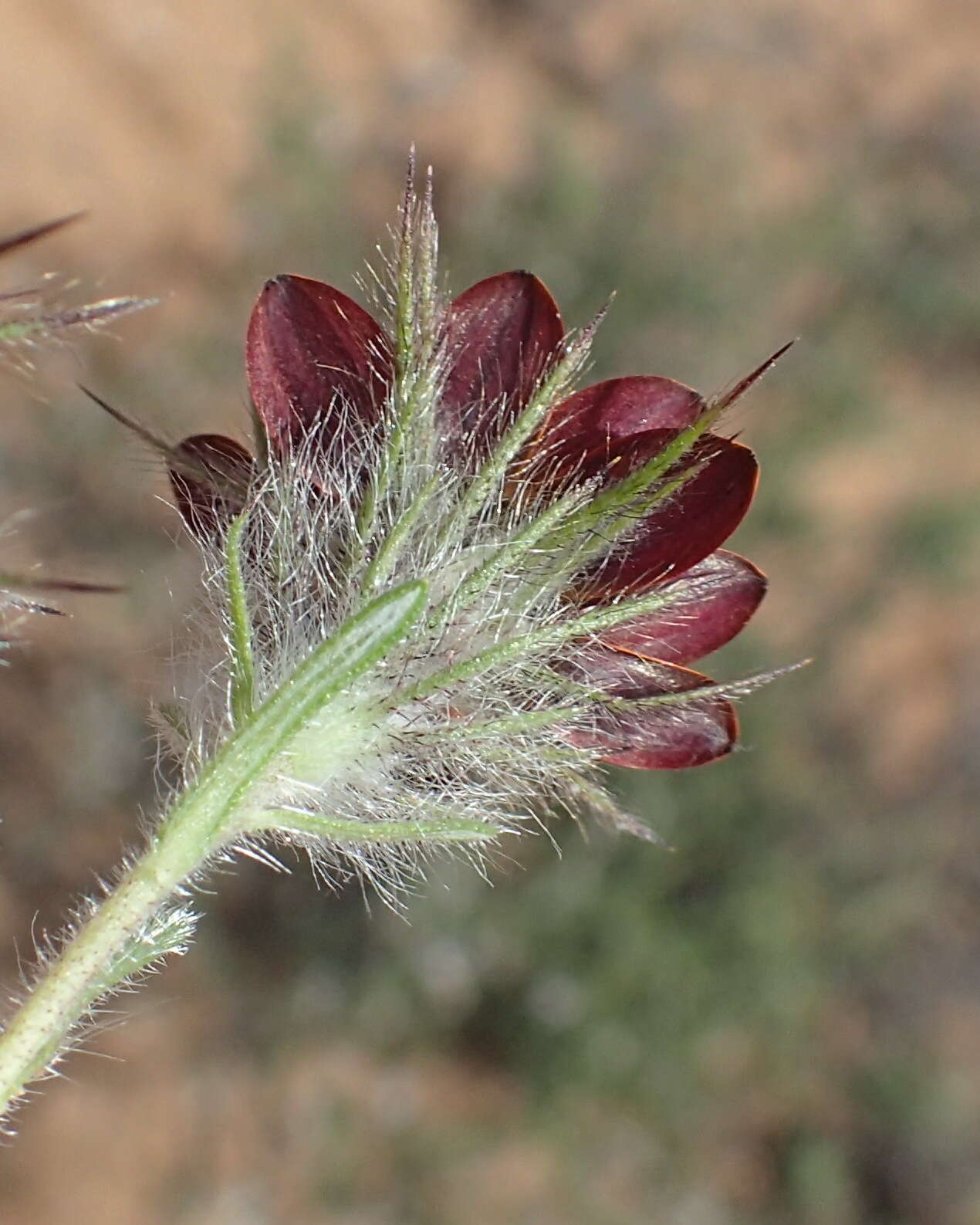 Image of Gorteria diffusa subsp. calendulacea (DC.) Roessler