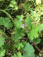 Image of Round-leaved Crane's-bill