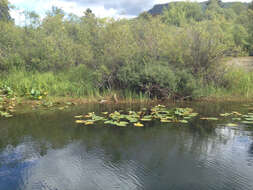 Image de Nuphar polysepala Engelm.