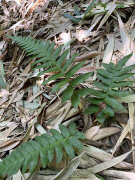 Слика од Blechnum appendiculatum Willd.