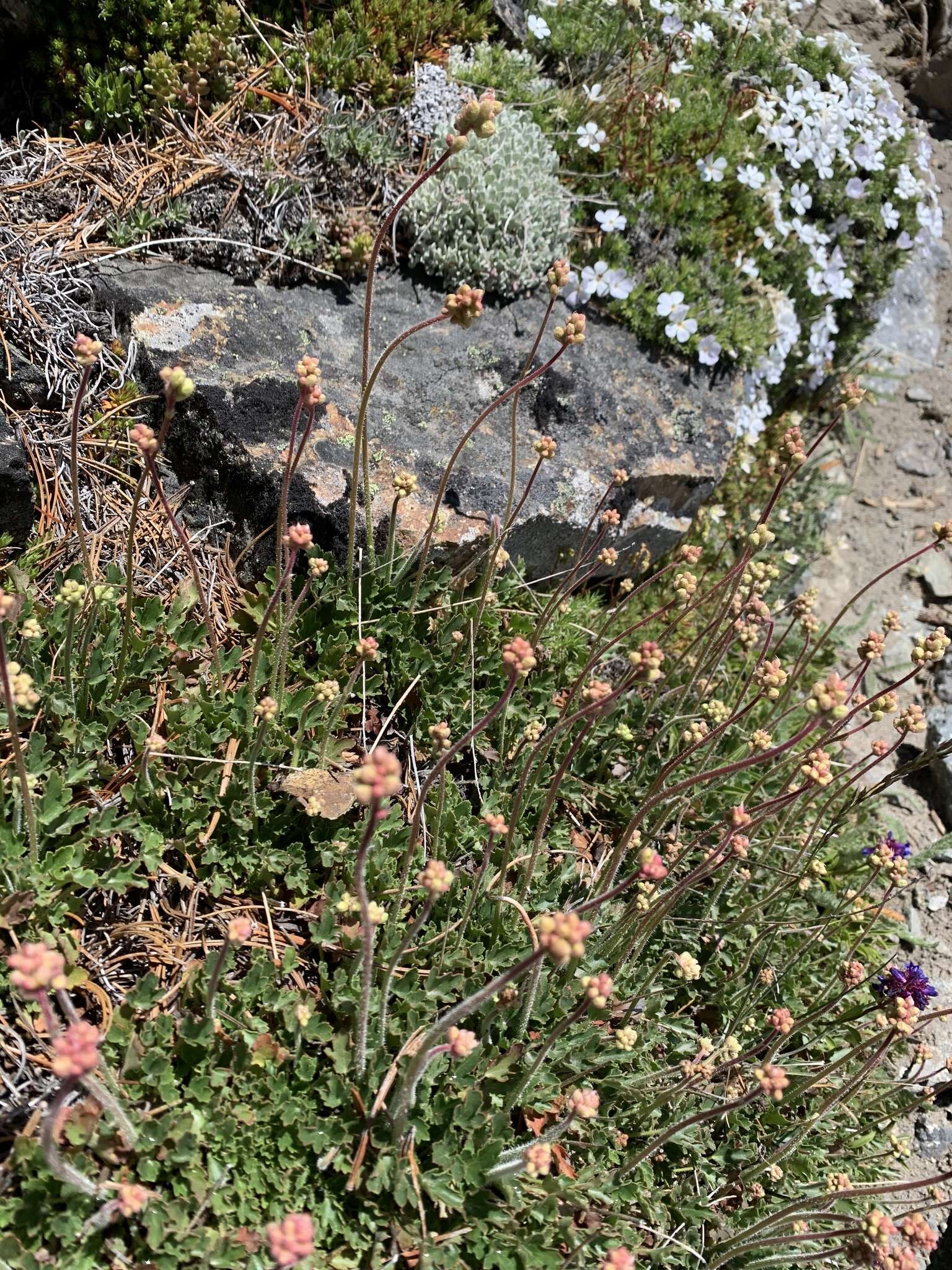 Image de Heuchera cylindrica var. alpina S. Watson