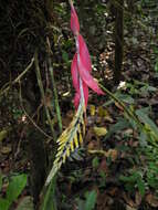 Image of Aechmea contracta (Mart. ex Schult. & Schult. fil.) Baker