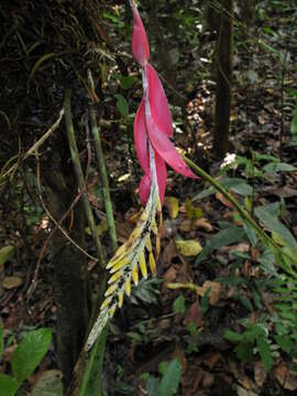 Image of Aechmea contracta (Mart. ex Schult. & Schult. fil.) Baker