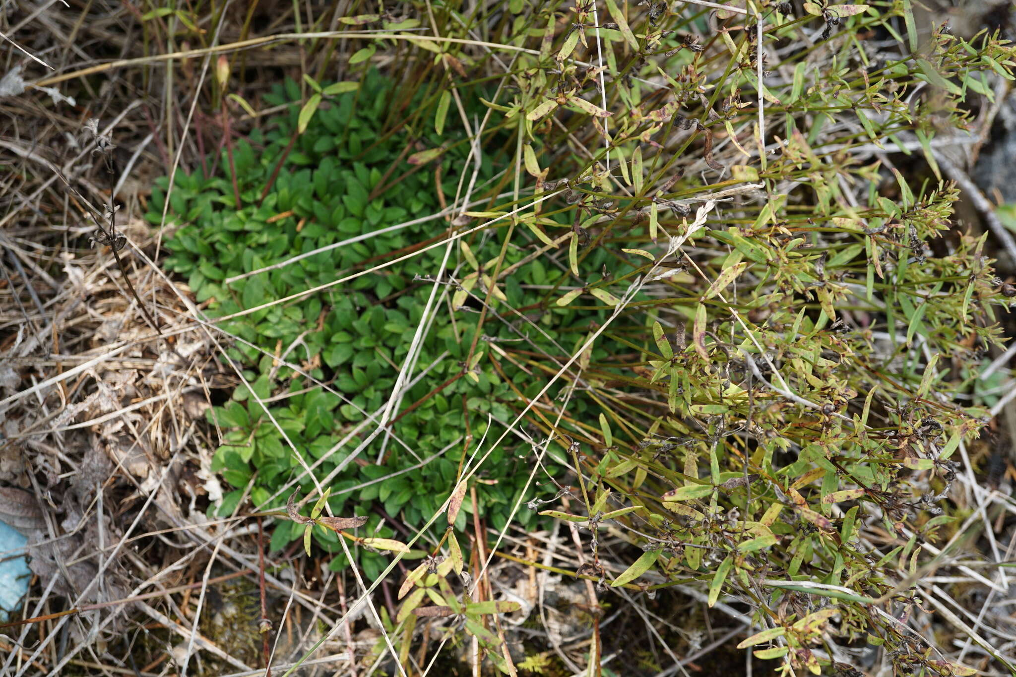 Image of Canadian summer bluet