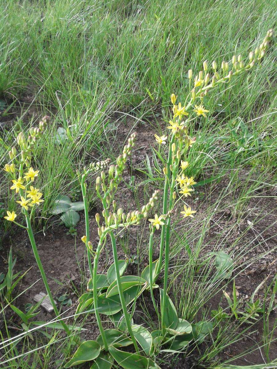 Слика од Eriospermum mackenii subsp. mackenii