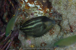 Image of Orangespotted Filefish