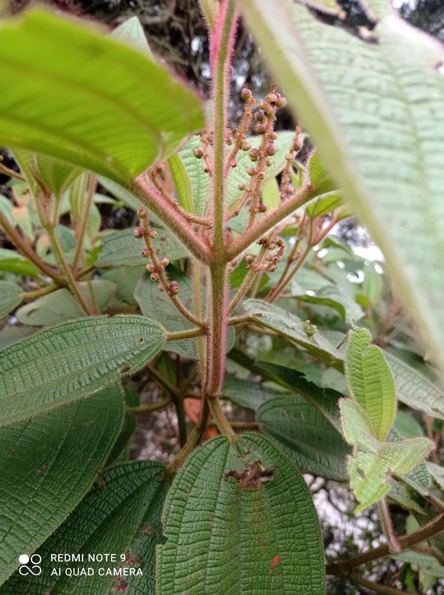 Слика од Miconia aeruginosa Naud.