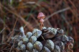 Mycena purpureofusca (Peck) Sacc. 1887 resmi