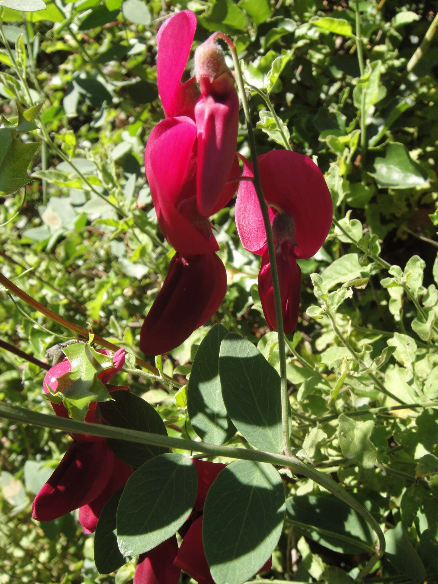 Imagem de Lathyrus splendens Kellogg