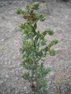 Image of Hughes's phacelia