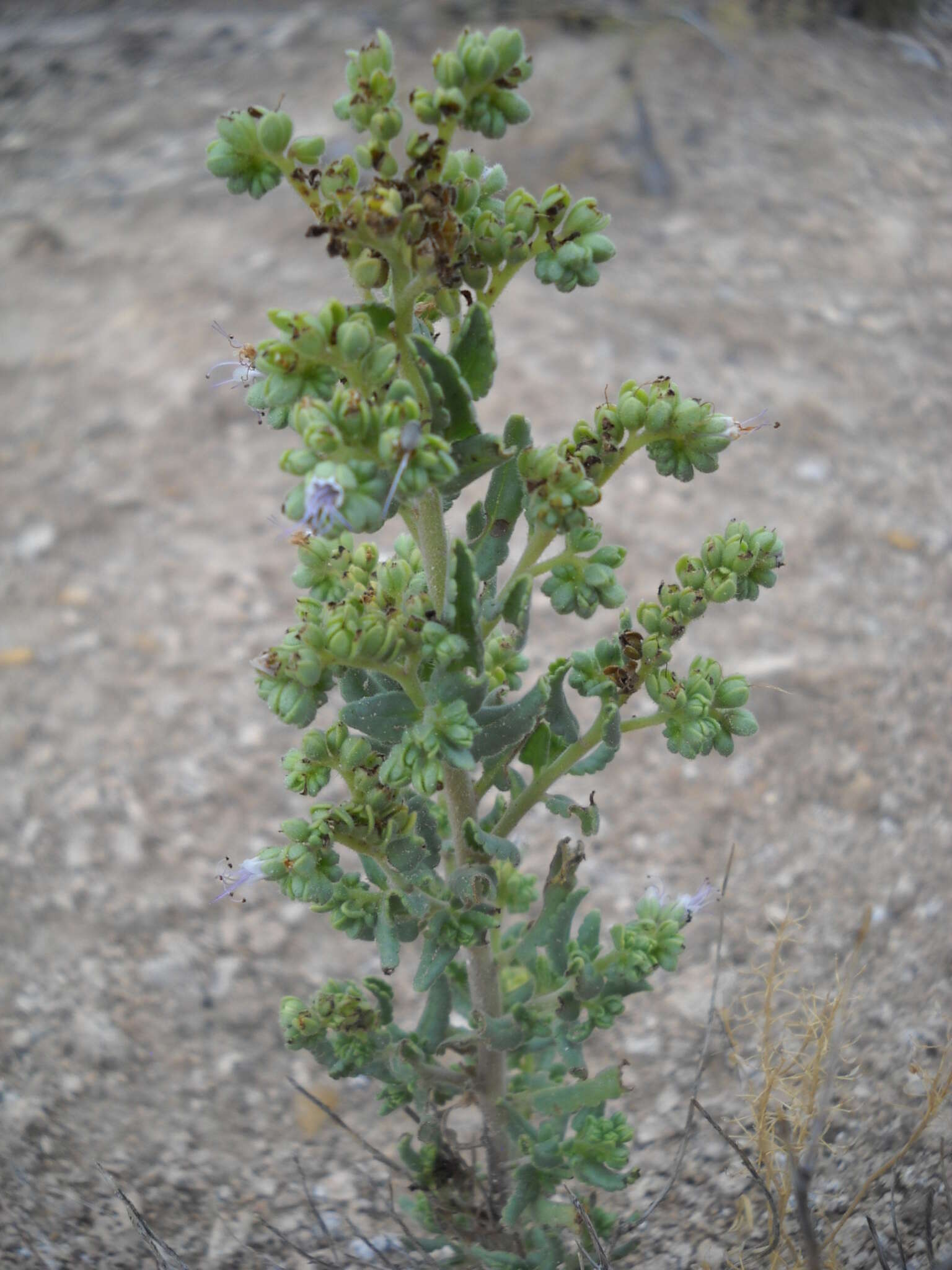 Image of Hughes's phacelia