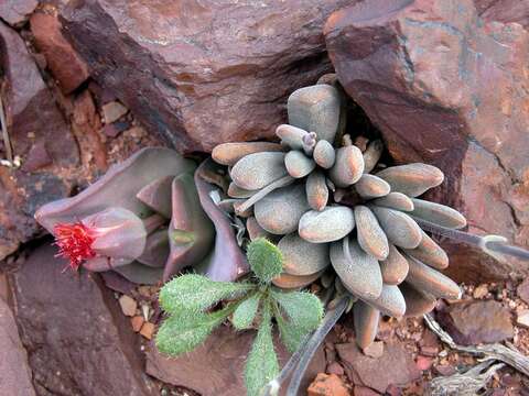 Image of Crassula namaquensis Schönl. & Baker fil.