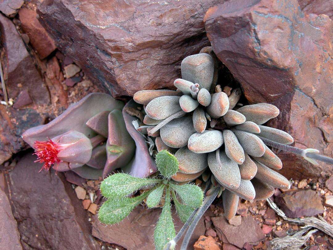 Crassula namaquensis subsp. namaquensis resmi