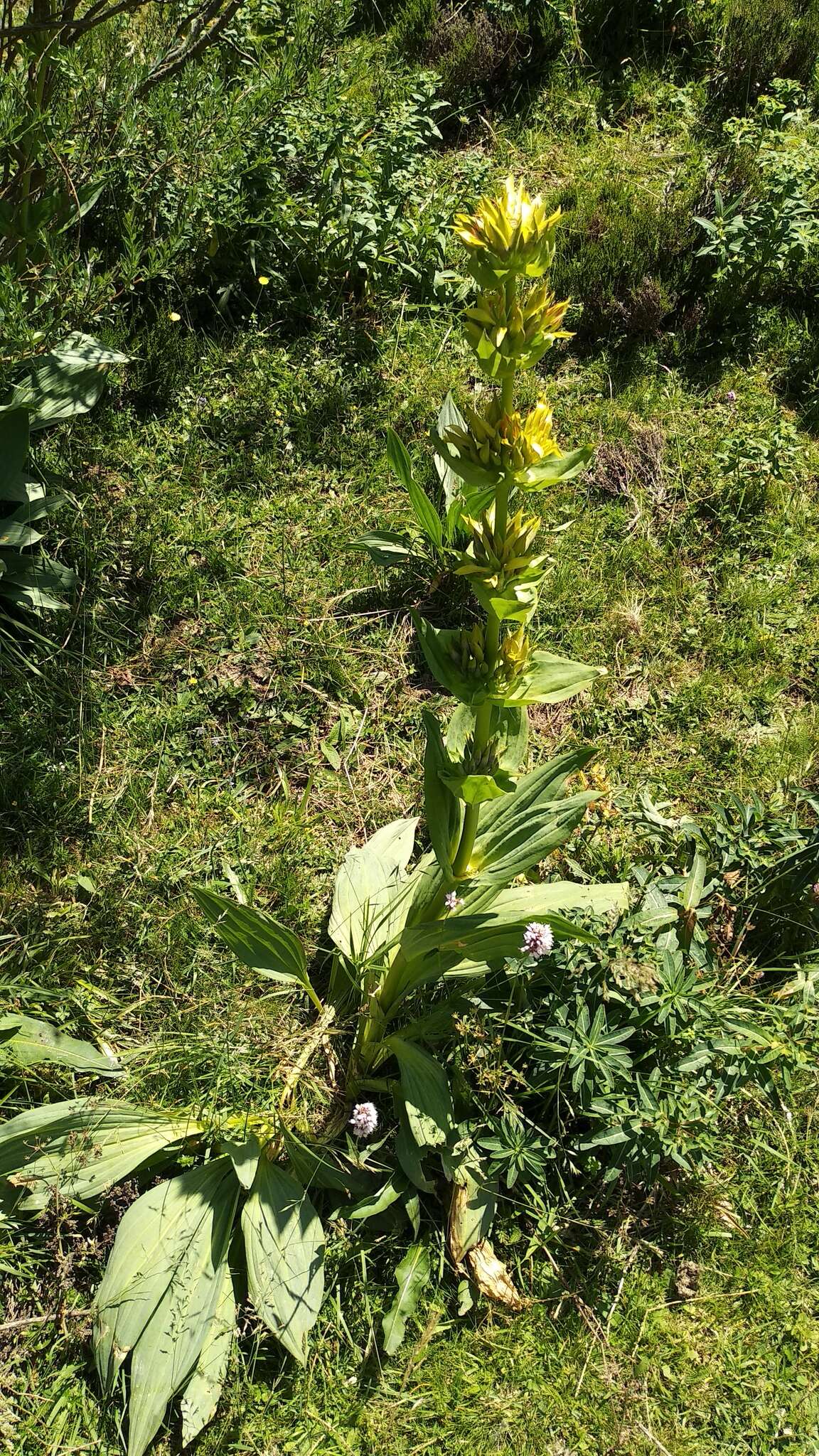 Image of Gentiana lutea subsp. lutea