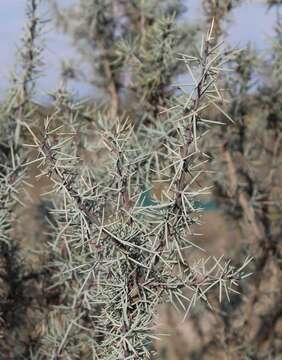 Image of Berberis pinifolia (Lundell) C. H. Muller