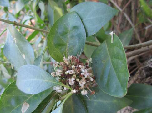 Plancia ëd Volkameria glabra (E. Mey.) Mabb. & Y. W. Yuan