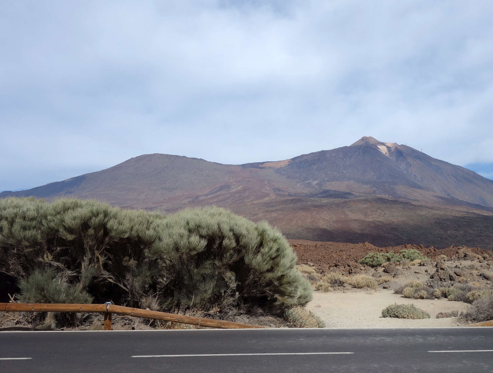 Image of Tiede White Broom