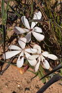 Image of Geissorhiza exscapa (Thunb.) Goldblatt