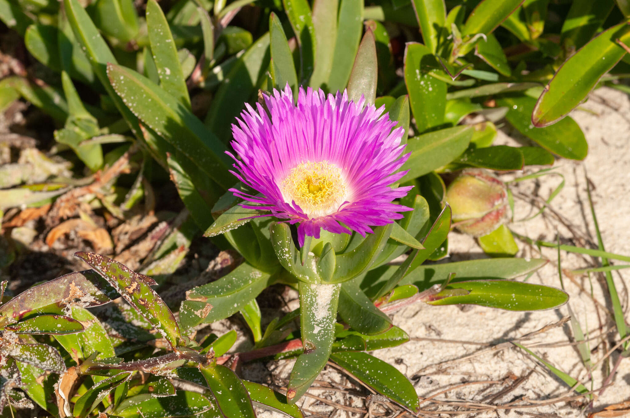 Imagem de Carpobrotus glaucescens (Haw.) Schwant.