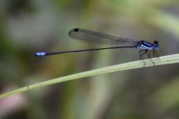 Image of Melanoneura bilineata Fraser 1922