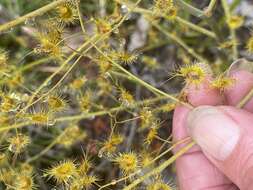 Image of Drosera gigantea Lindl.