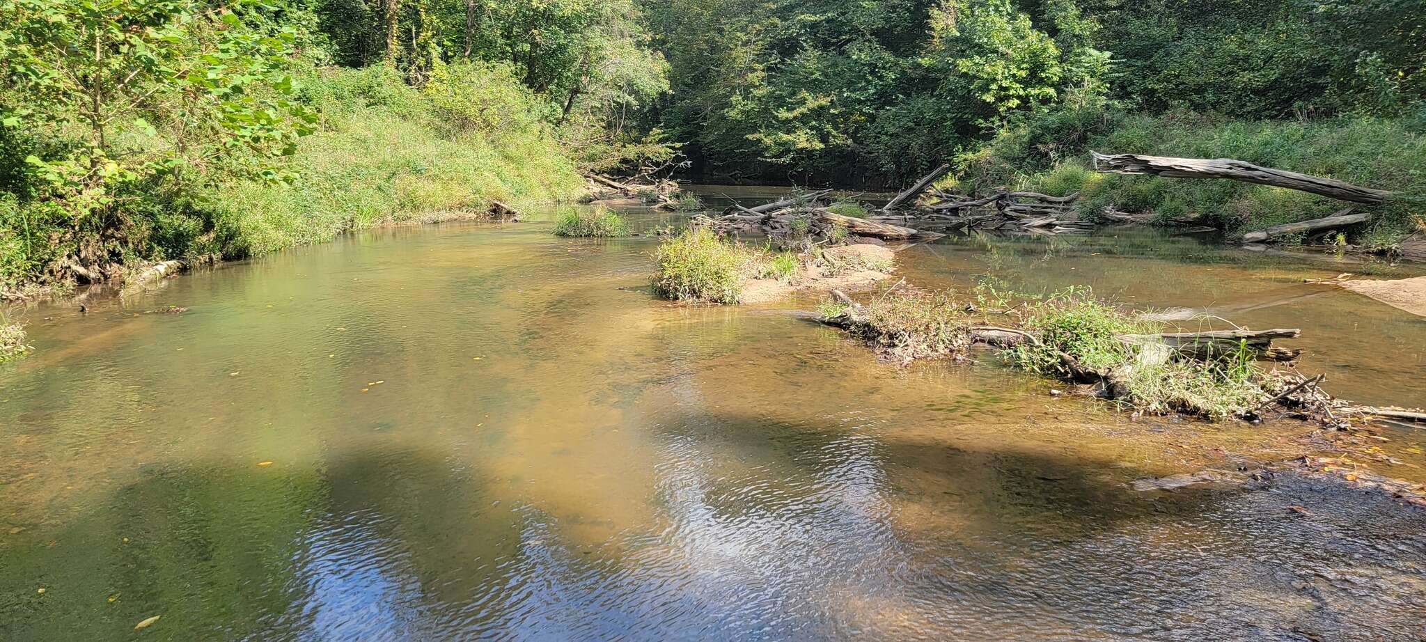 Image of Blacktail Redhorse