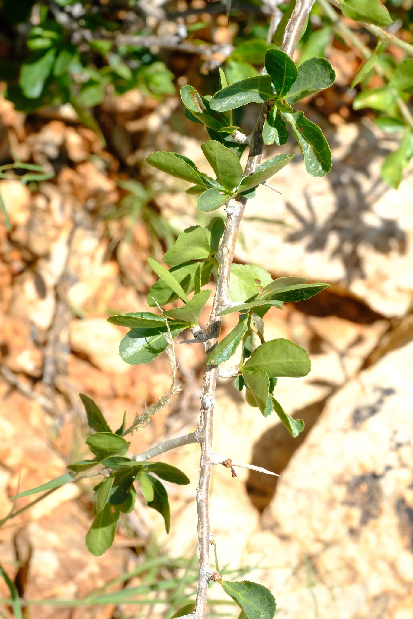 Plancia ëd Commiphora glandulosa Schinz