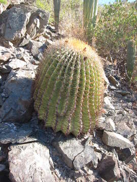 Image of Ferocactus diguetii (F. A. C. Weber) Britton & Rose