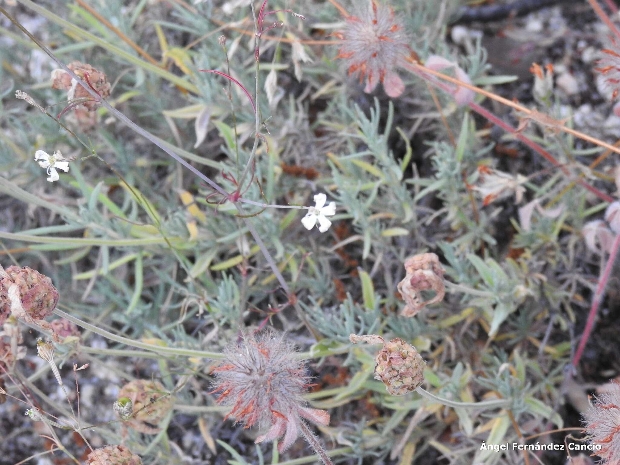 Image of southern clover