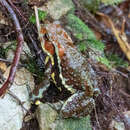 Image of Japanese Stream Toad