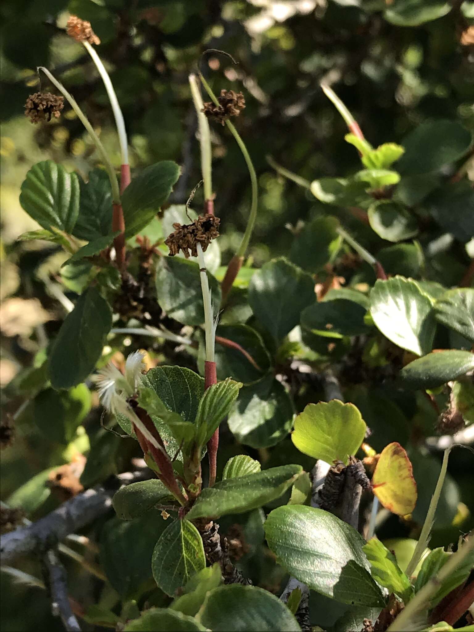 Image of smooth mountain mahogany