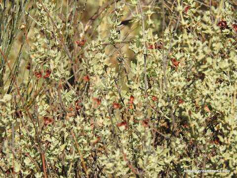 Image of Halimium lasianthum subsp. alyssoides (Lam.) Greuter