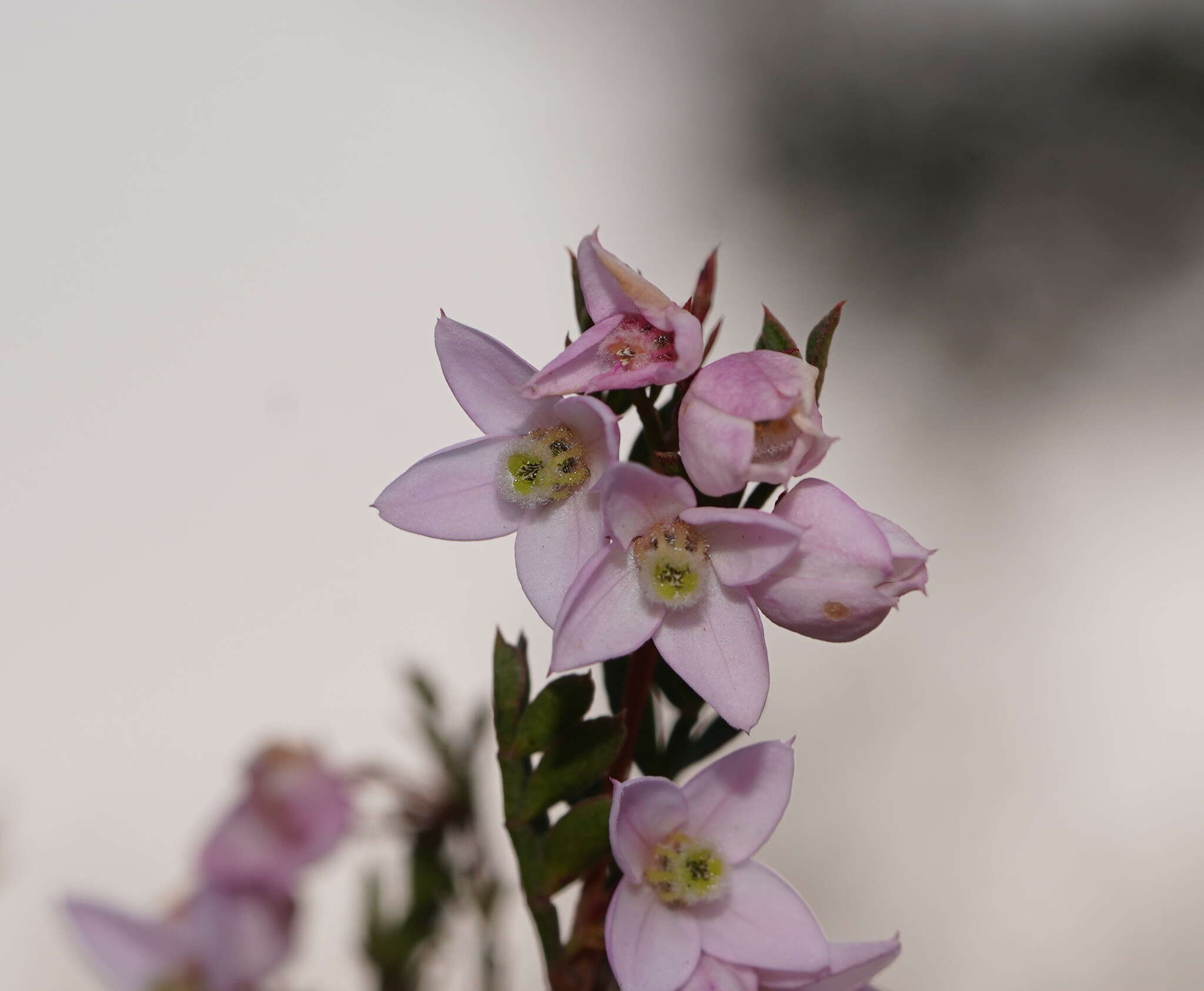 Image of Boronia floribunda Sieber ex Spreng.