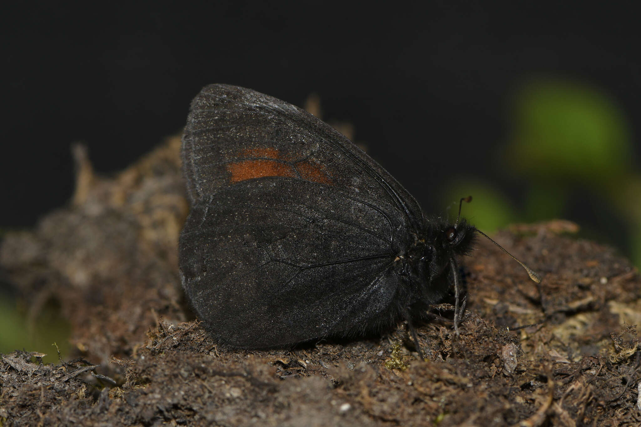 Erebia mackinleyensis Gunder 1932 resmi