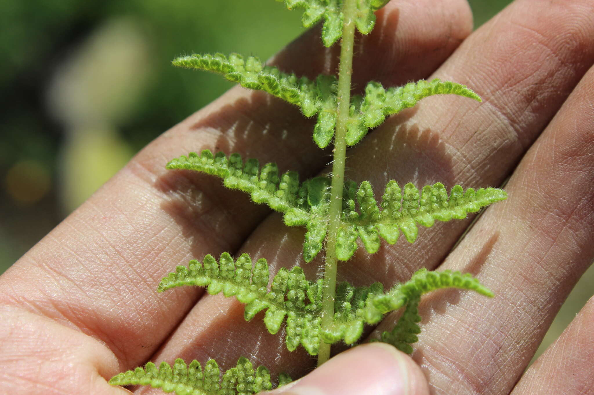 Image of Woodsia mollis (Kaulf.) J. Sm.