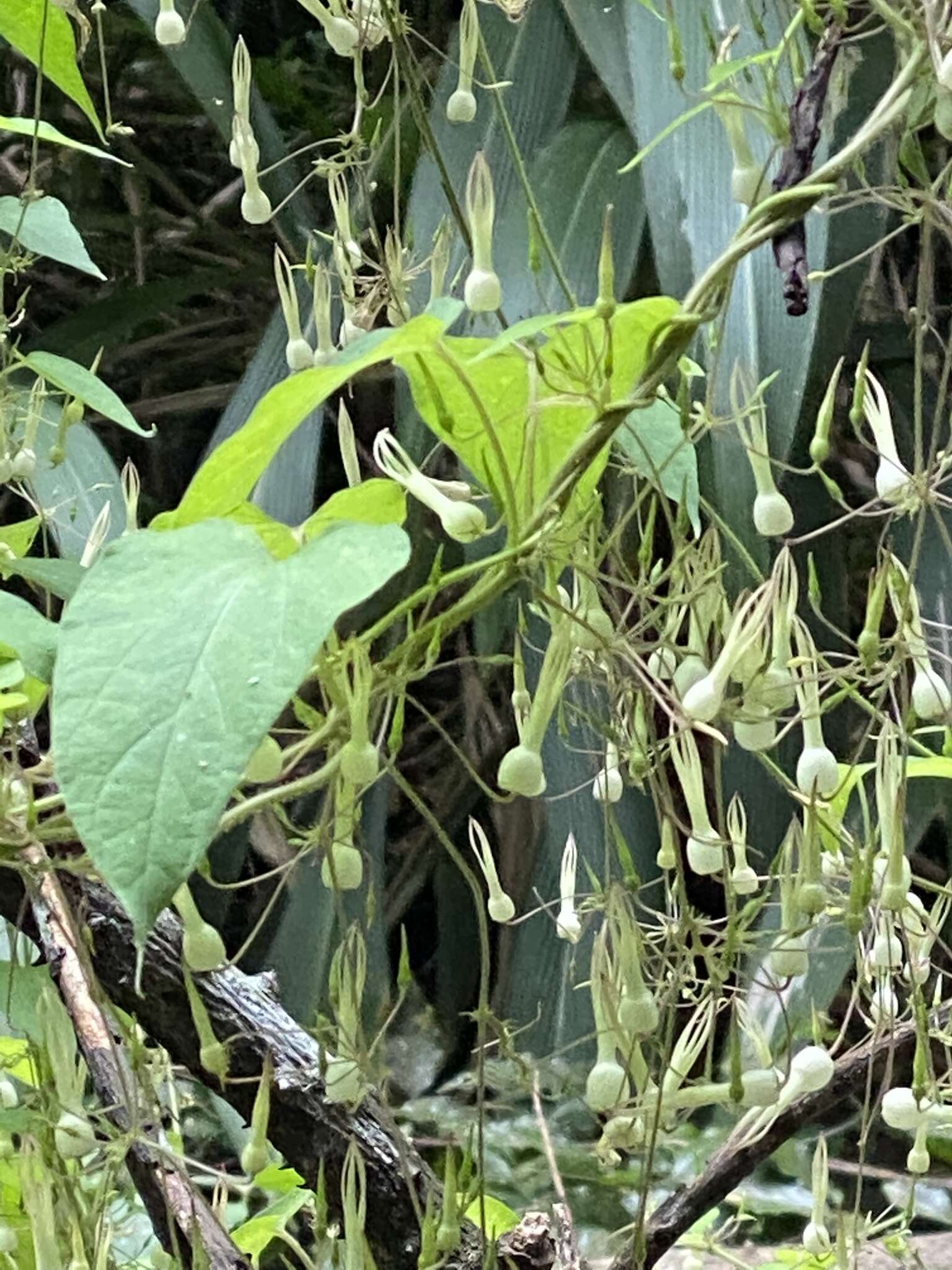 Image de Riocreuxia torulosa (E. Mey.) Decne.