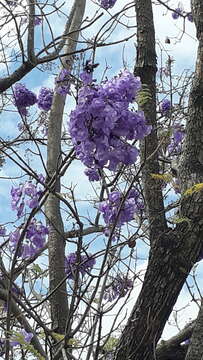 Plancia ëd Jacaranda caucana Pittier